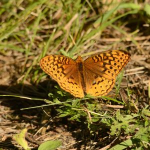 Butterflies & Moths (Lepidoptera)