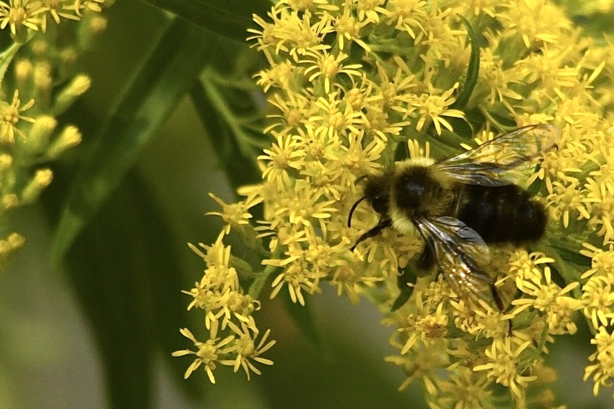 Goldenrod and a common eastern bumblebee