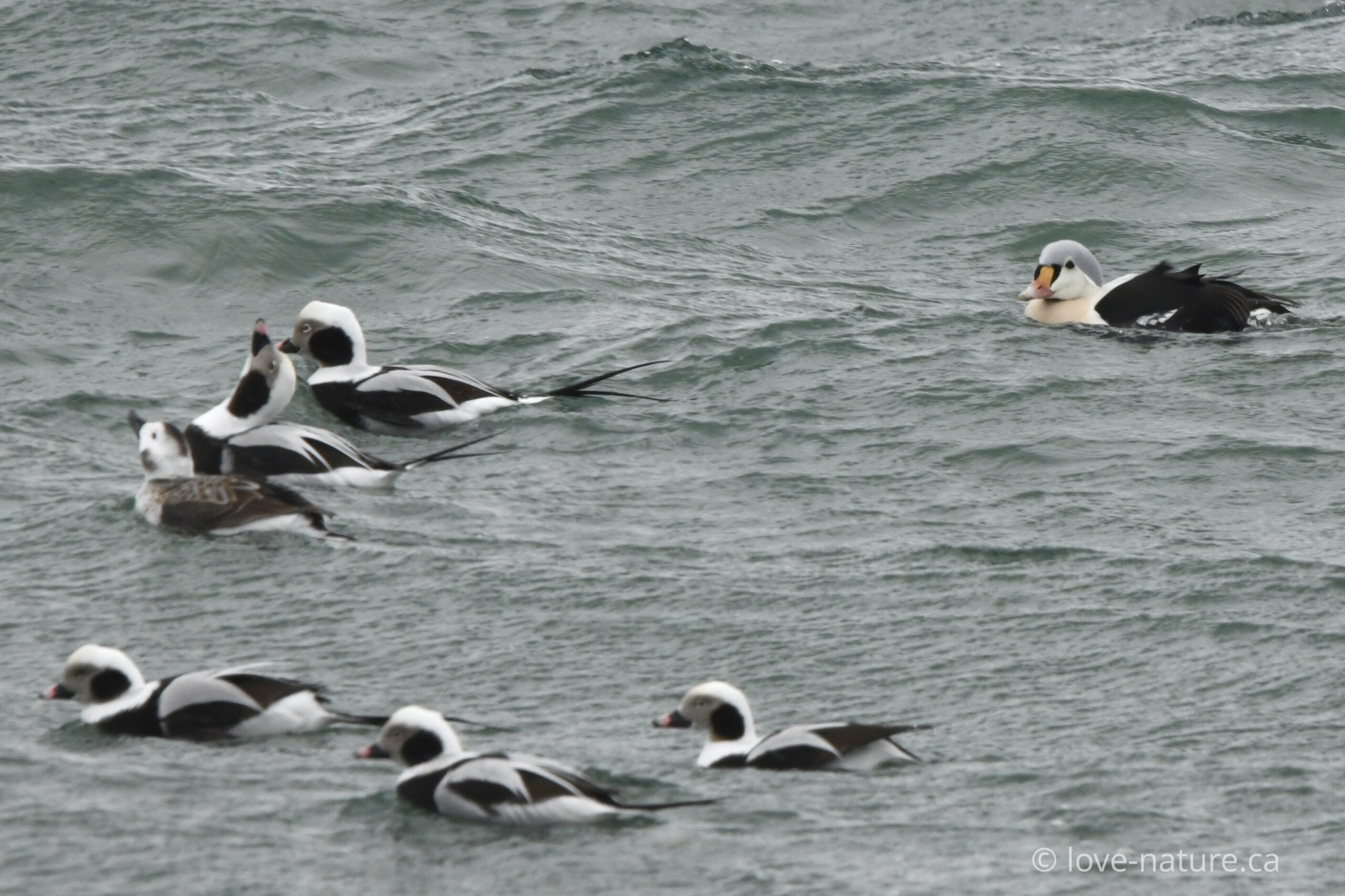 2026 King Eider Wildlife Highlight and 2025 Recap