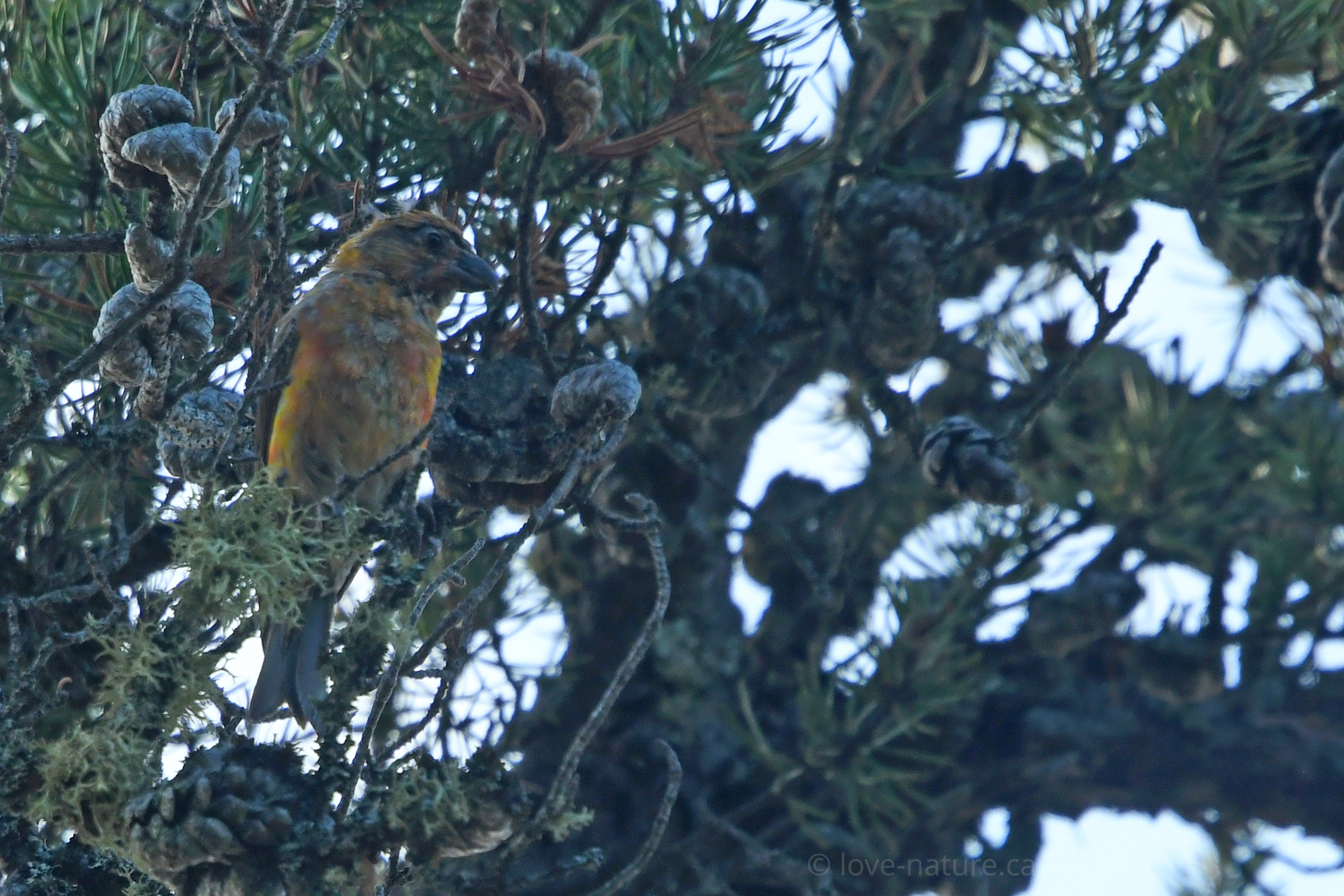 white-winged crossbill, Chiniguchi Lake, Temagami area, red, yellow and orange songbird, coniferous specialist, conifer specialist, coniferos specialist, colourful songbirds, phoenix-like, Ontario biodiversity