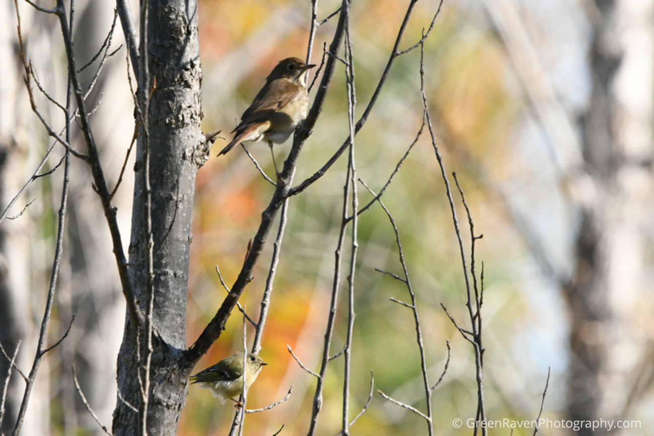 hermit thrush and golden-crowned kinglet with vibrant yellow and orange foliage at Tommy Thompson Park in Toronto along Lake Ontario