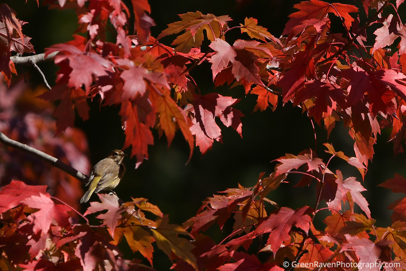 palm warbler in vibrant crimson red maple autumn foliage