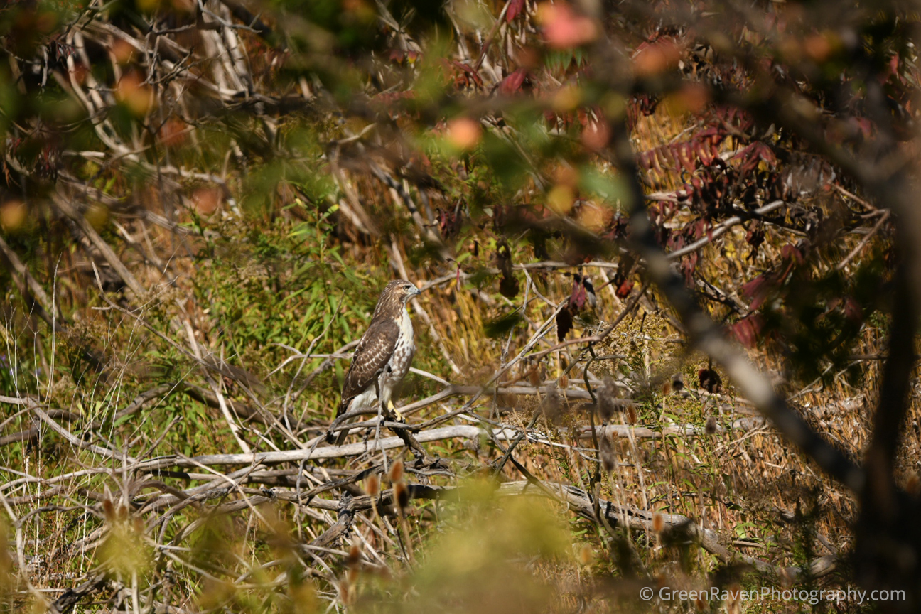 the brown speckled plumage of a red-tailed hawk camouflages it in an open grassland area near a forest complimented by the warm hues of colourful autumn foliage